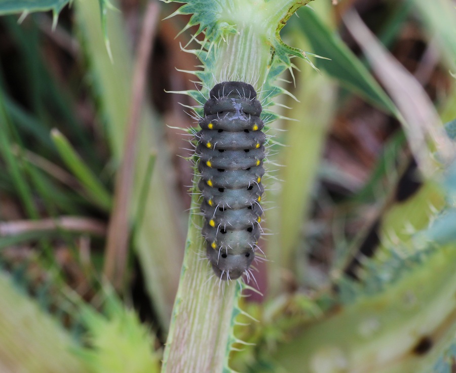 Da determinare - Zygaena (Mesembrynus) erythrus, Zygaenidae