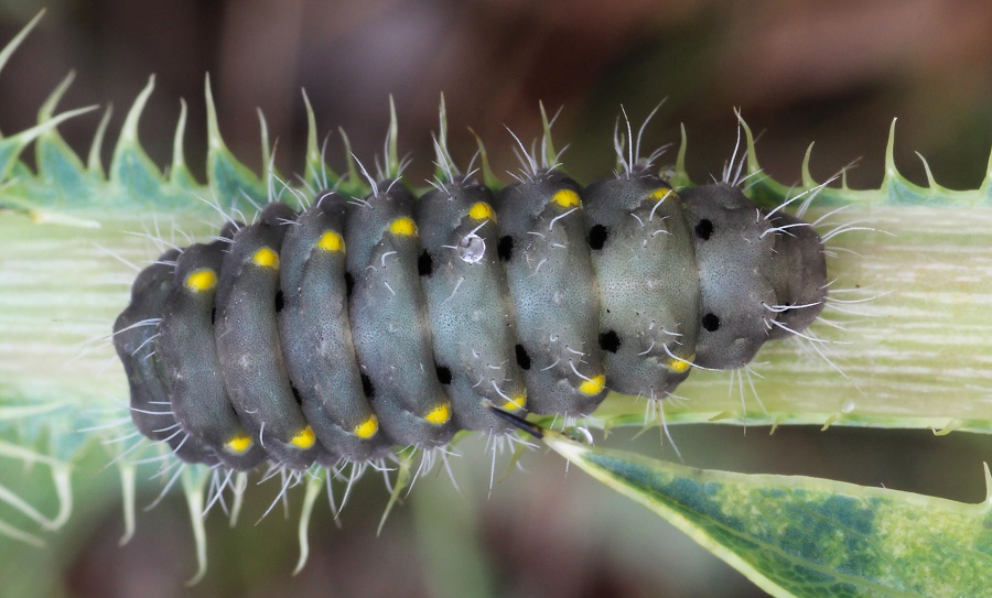 Da determinare - Zygaena (Mesembrynus) erythrus, Zygaenidae