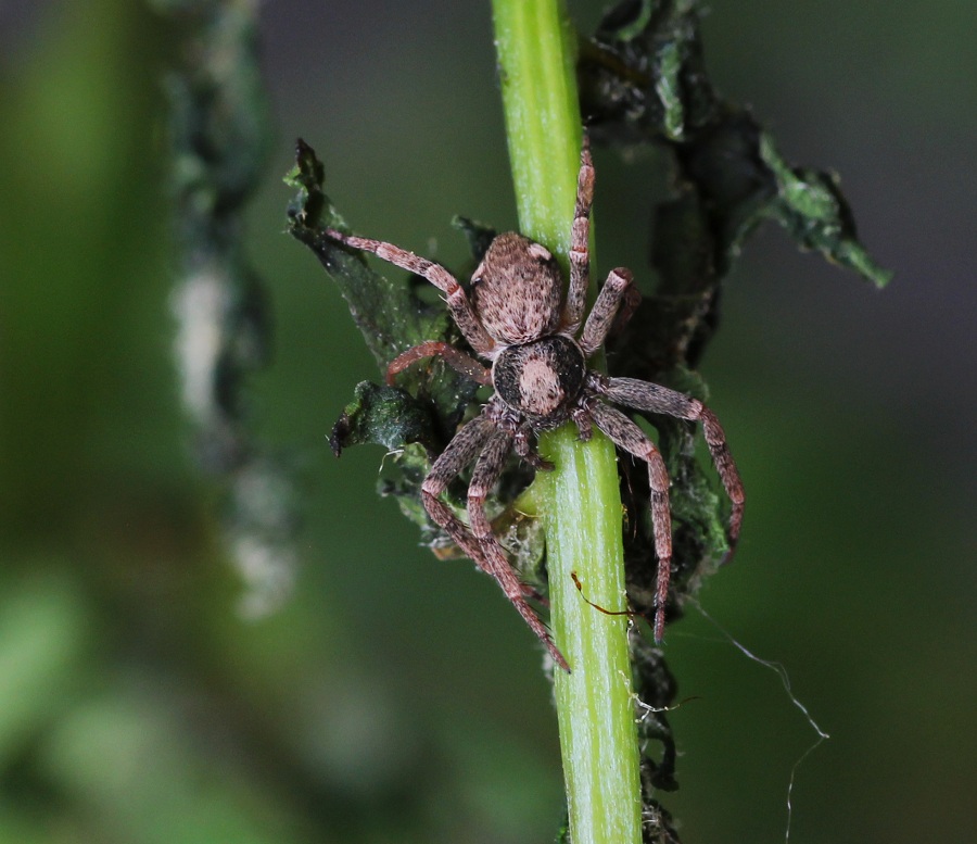 Philodromidae: cfr. Pulchellodromus bistigma - San Giovanni R. Gargano ...