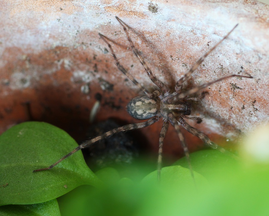 Tegenaria sp. - San Giovanni R. Gargano (FG)