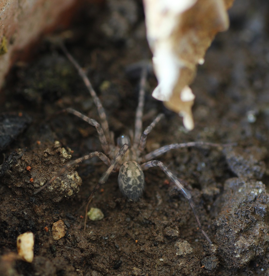 Tegenaria sp. - San Giovanni R. Gargano (FG)