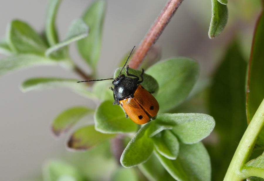 Cryptocephalus hirticollis (cfr.), Chrysomelidae