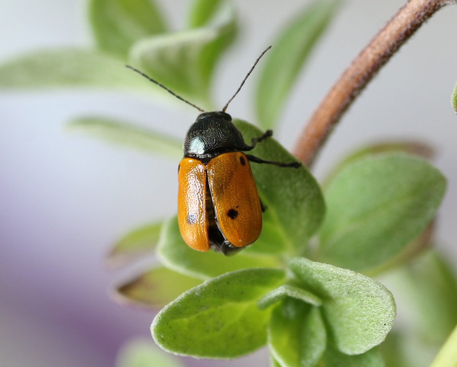 Cryptocephalus hirticollis (cfr.), Chrysomelidae