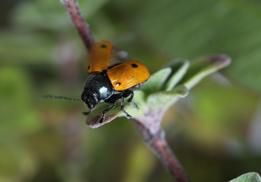 Cryptocephalus hirticollis (cfr.), Chrysomelidae