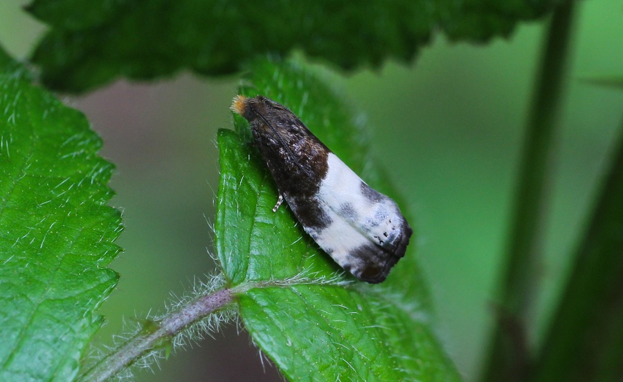 da id: Notocelia cynosbatella - Tortricidae