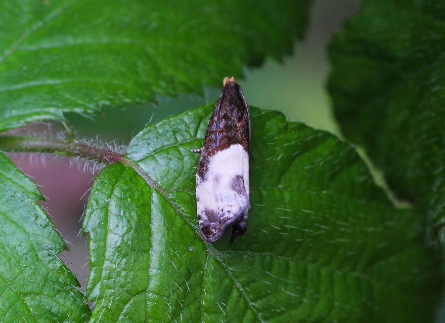 da id: Notocelia cynosbatella - Tortricidae