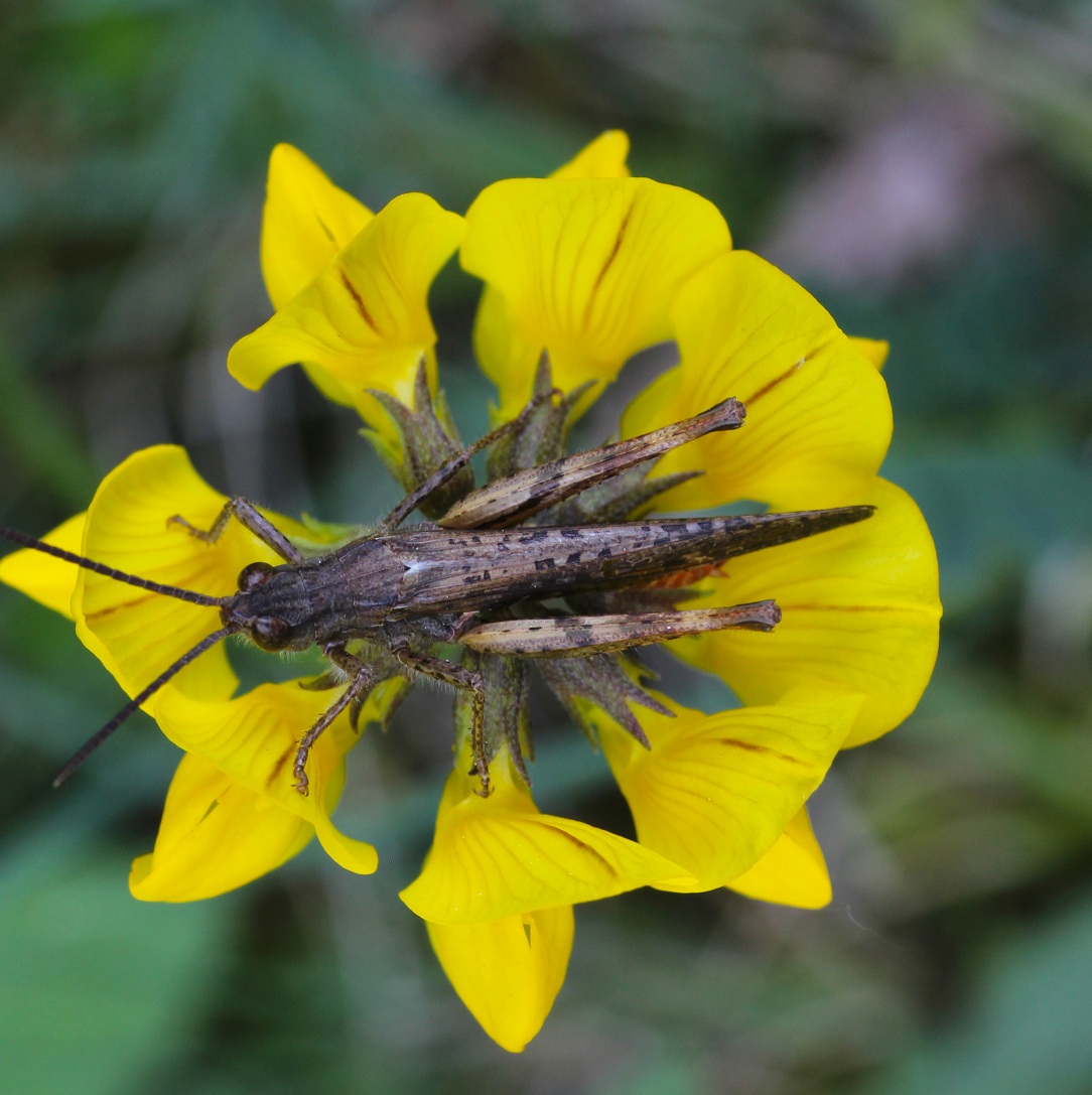 Chorthippus (Glyptobothrus) cfr. brunneus brunneus