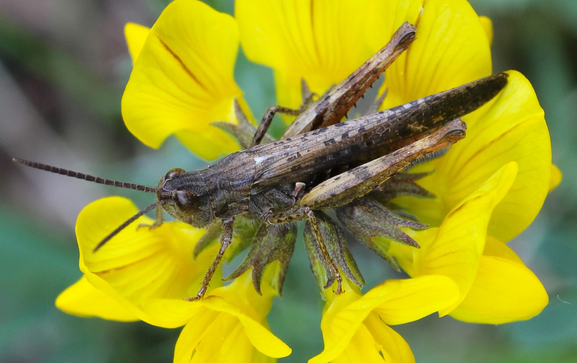 Chorthippus (Glyptobothrus) cfr. brunneus brunneus