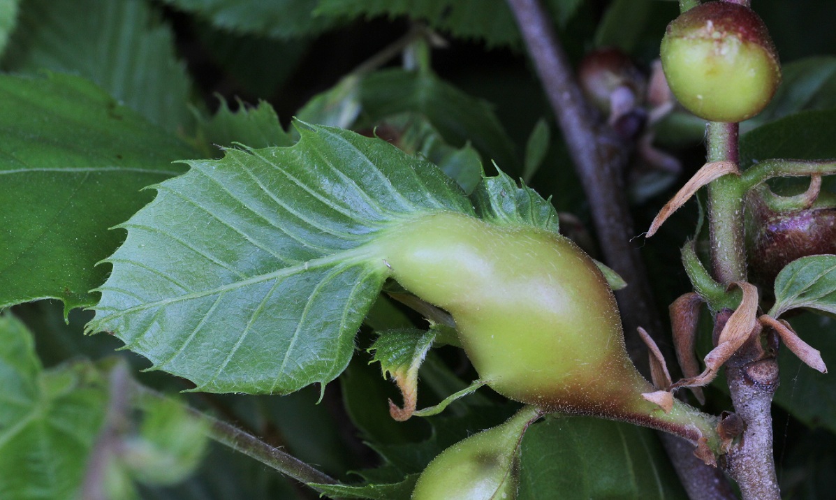 Cinipide galligeno del castagno: Dryocosmus kuriphilus (Cynipidae)