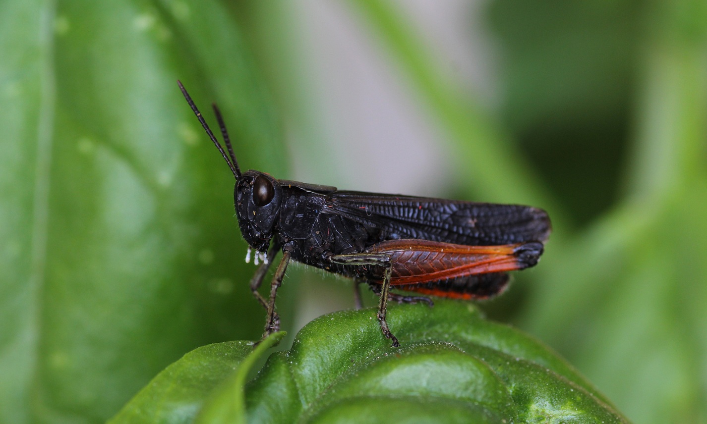 Omocestus rufipes, maschio