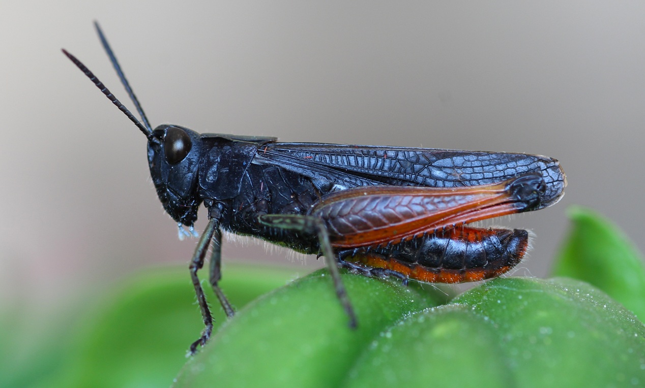 Omocestus rufipes, maschio