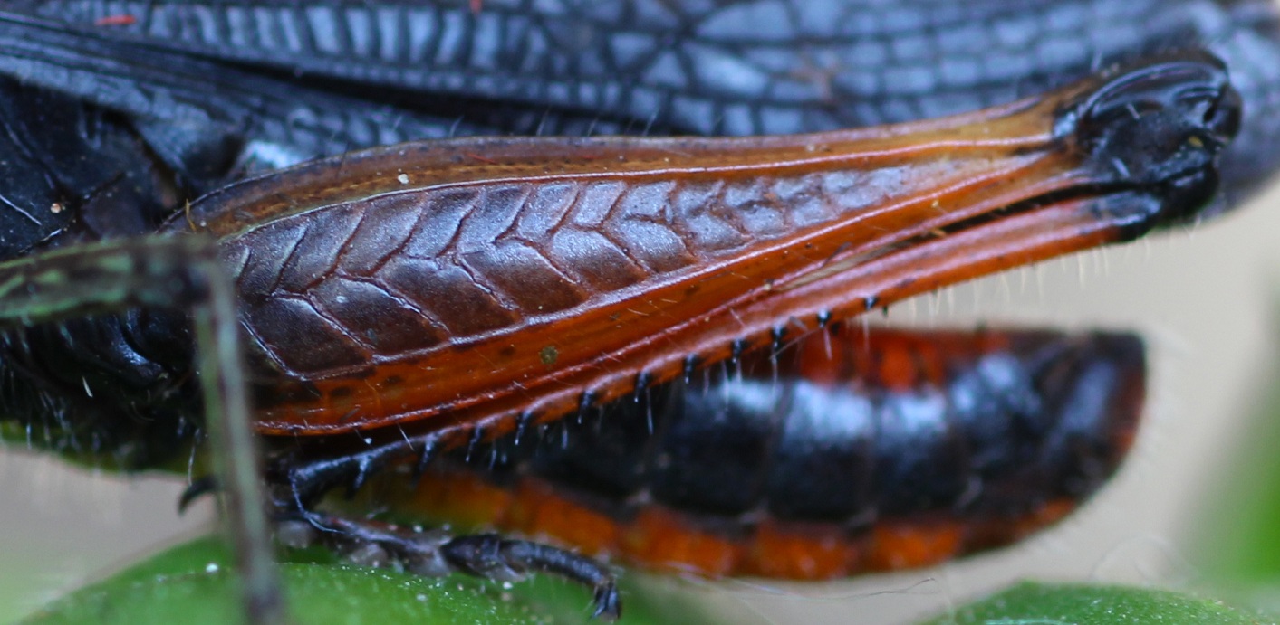 Omocestus rufipes, maschio