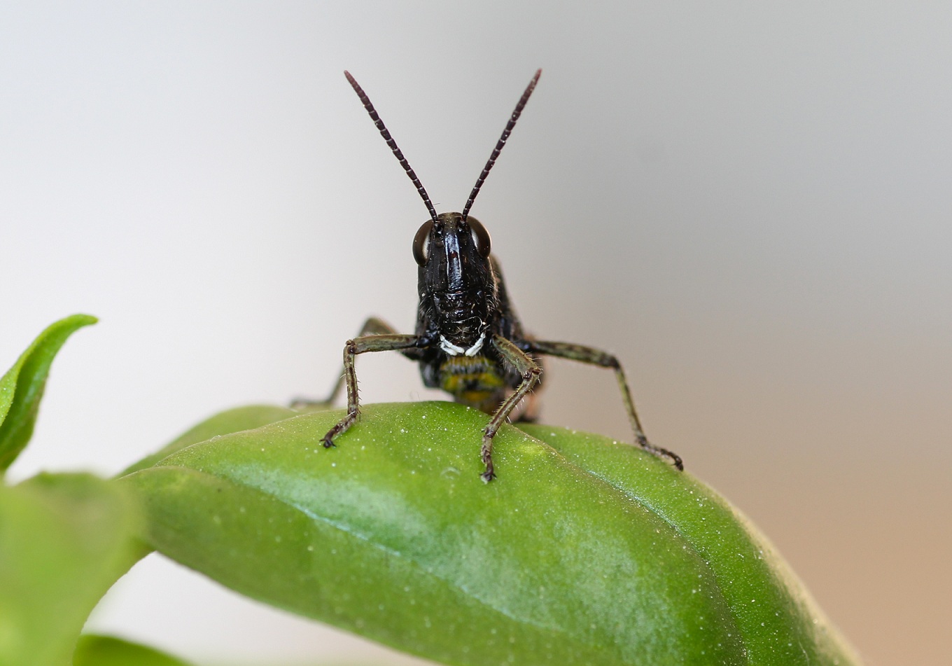 Omocestus rufipes, maschio