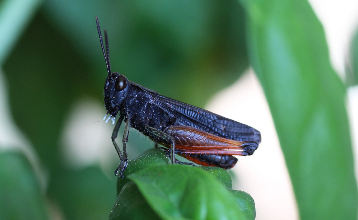 Omocestus rufipes, maschio