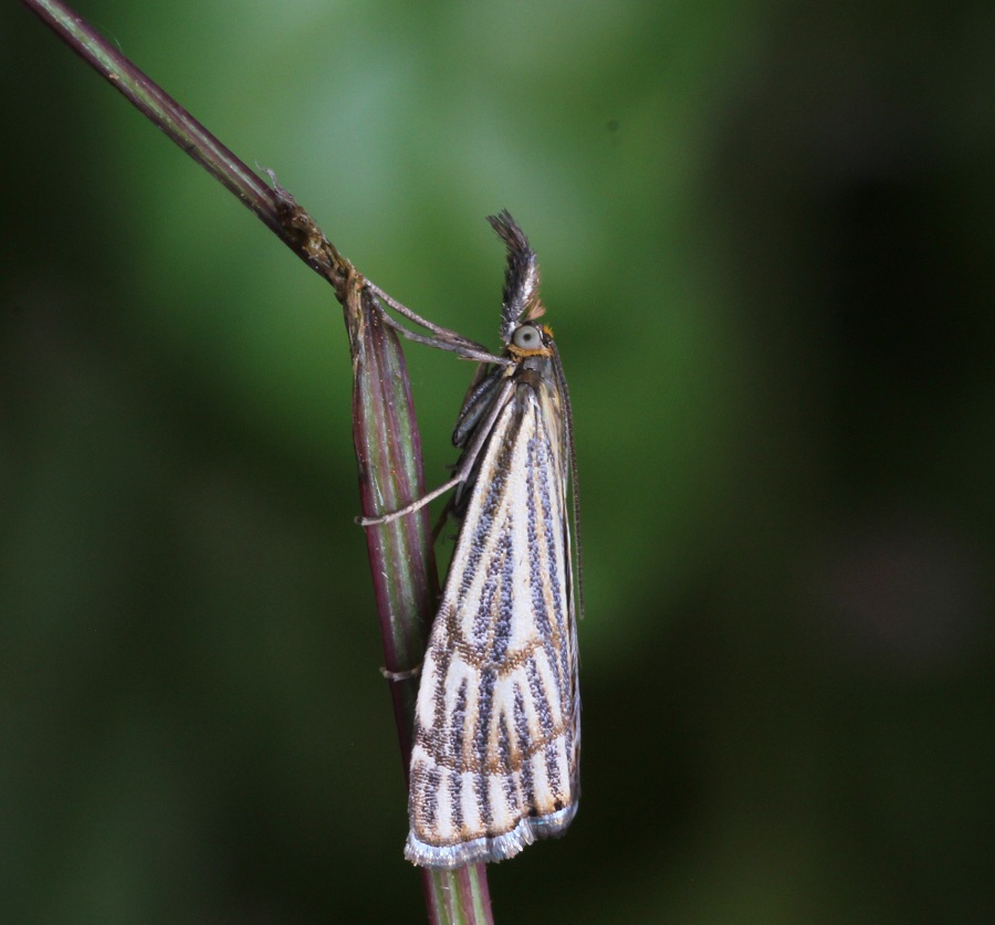 Chrysocrambus craterellus?