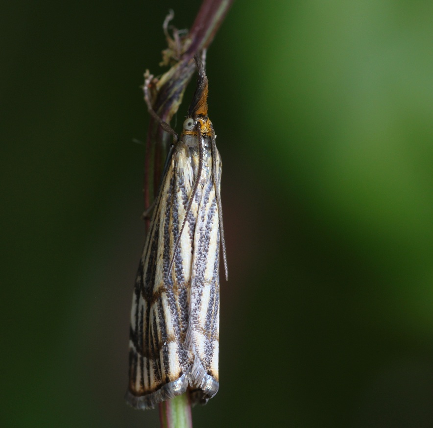 Chrysocrambus craterellus?