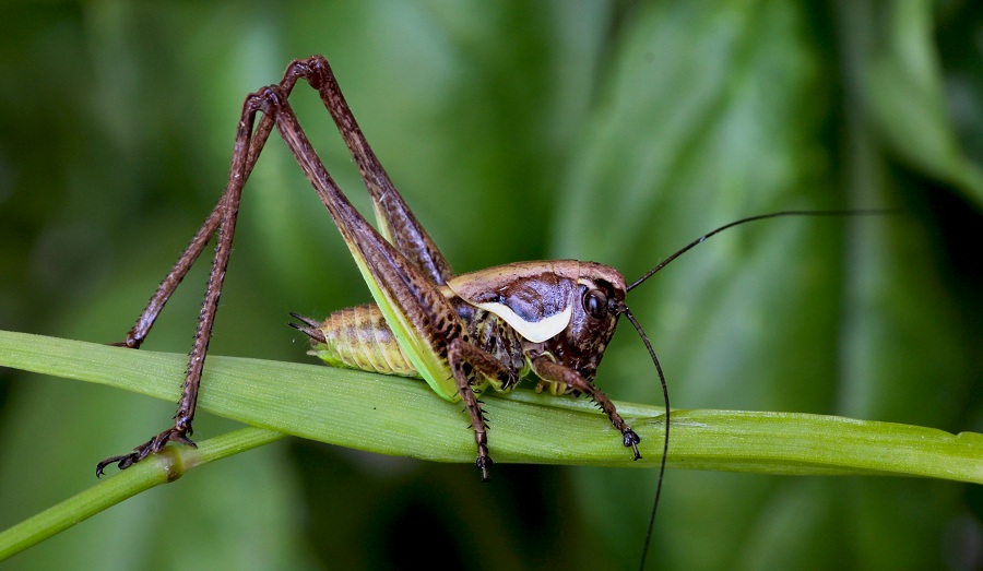 Pholidoptera femorata, giovane (Tettigoniidae)