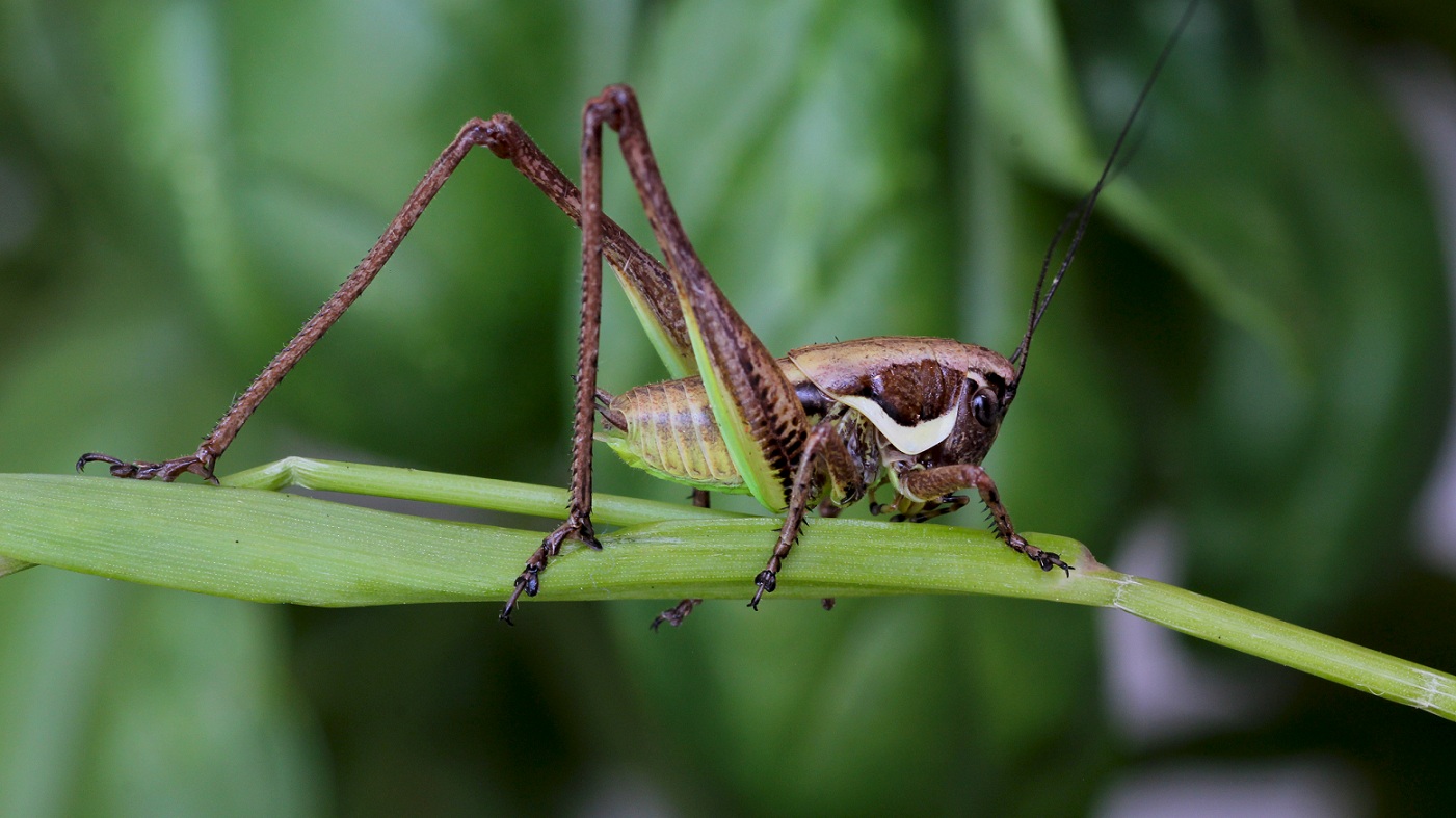 Pholidoptera femorata, giovane (Tettigoniidae)