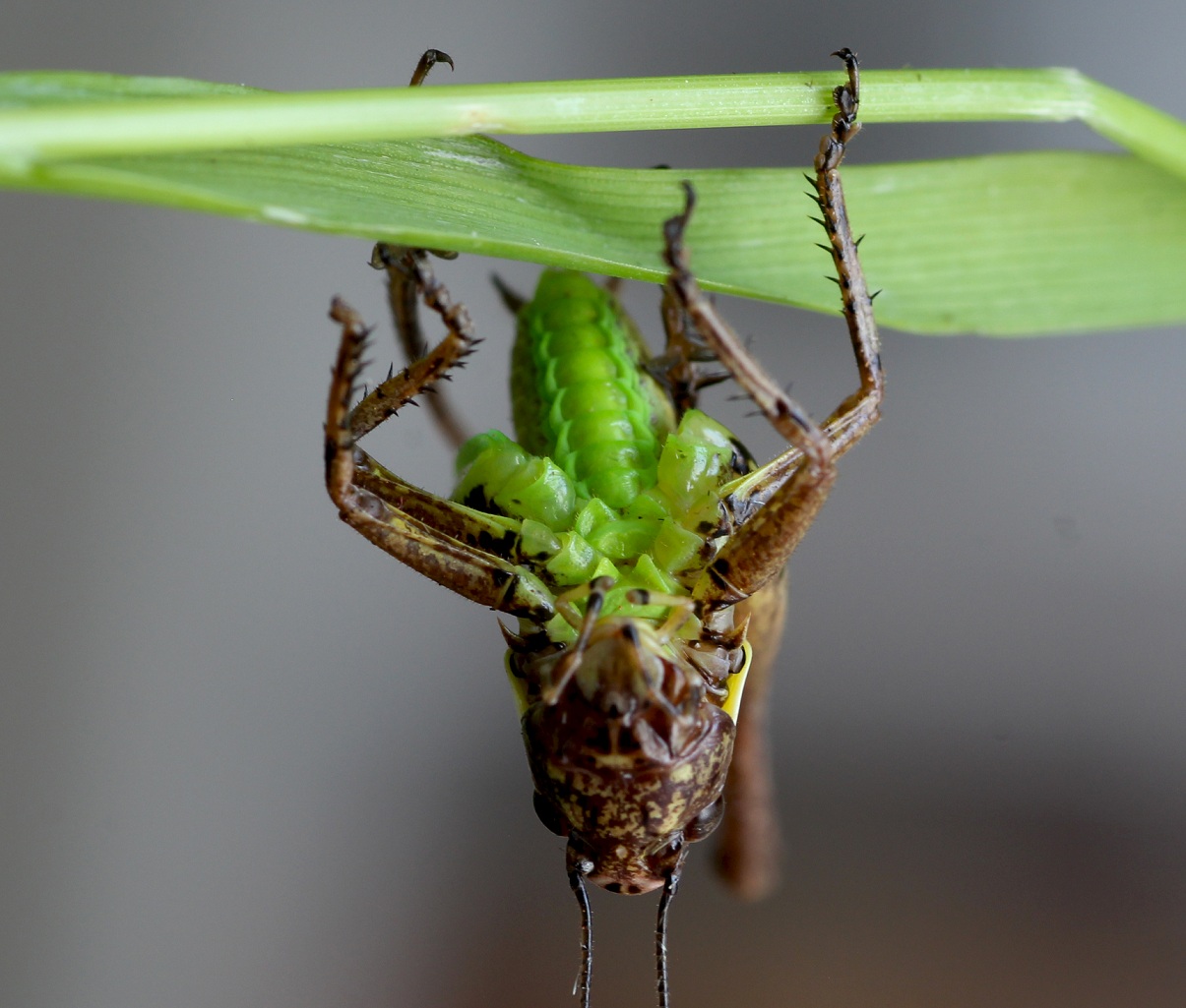 Pholidoptera femorata, giovane (Tettigoniidae)