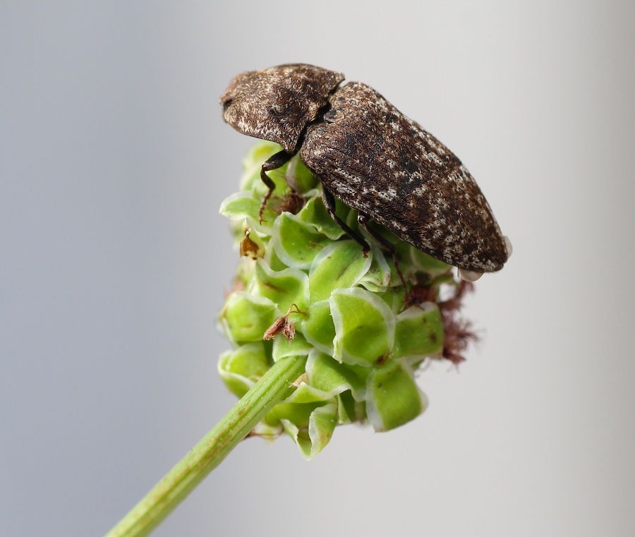 Elateridae: Agrypnus murinus