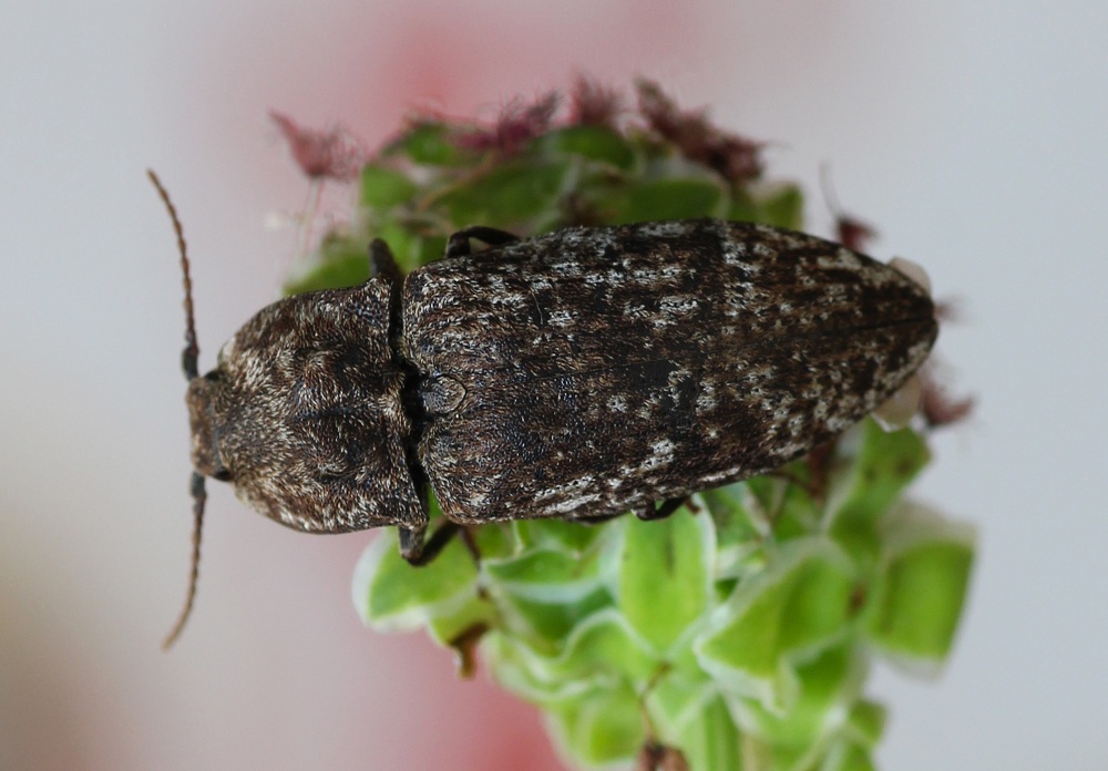 Elateridae: Agrypnus murinus