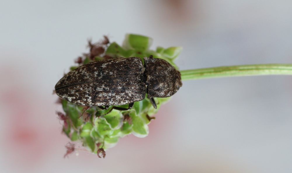 Elateridae: Agrypnus murinus