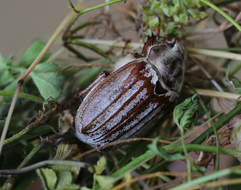 Melolontha melolontha? Forse pi M. pectoralis, femmina