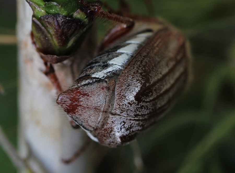 Melolontha melolontha? Forse pi M. pectoralis, femmina