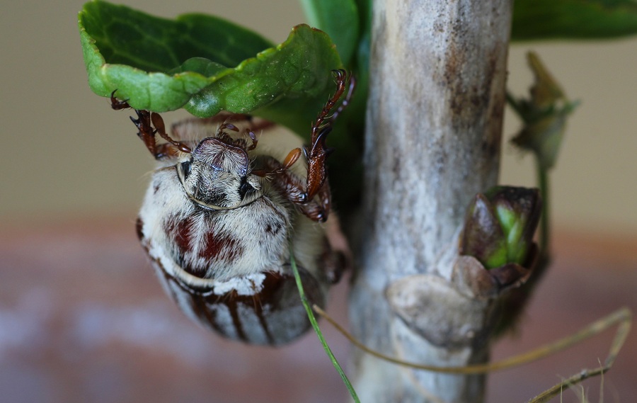 Melolontha melolontha? Forse pi M. pectoralis, femmina