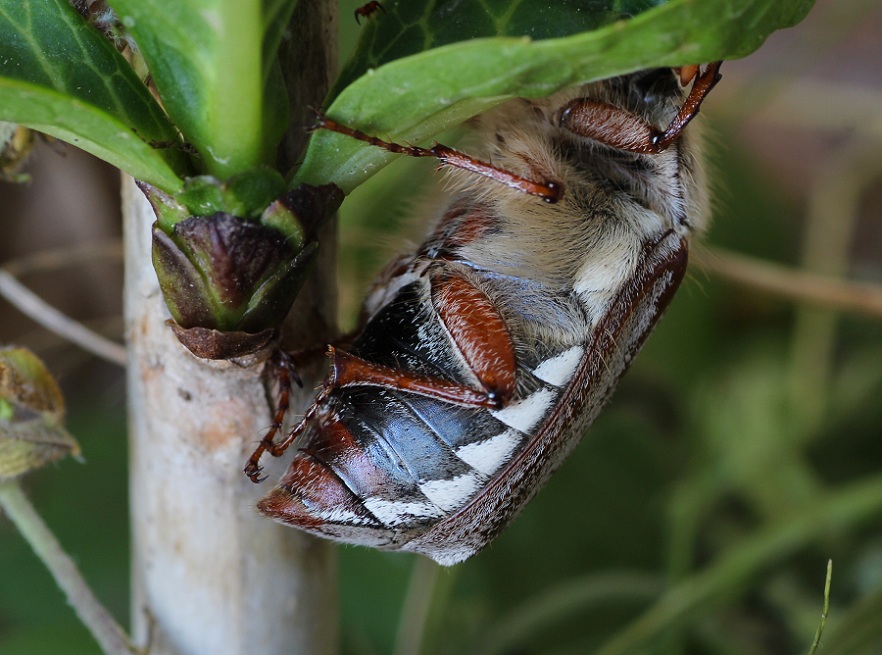 Melolontha melolontha? Forse pi M. pectoralis, femmina