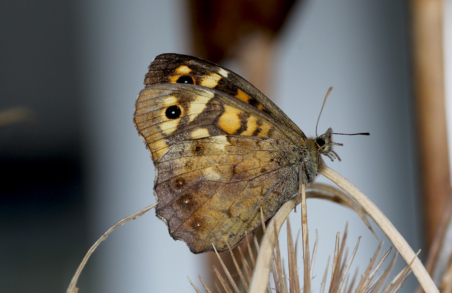 Pararge aegeria, femmina (Nymphalidae Satyrinae)