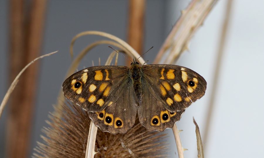 Pararge aegeria, femmina (Nymphalidae Satyrinae)