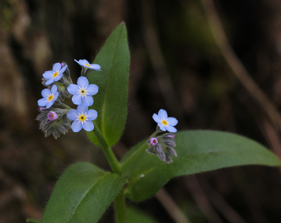 Myosotis sylvatica / Nontiscordardim dei boschi