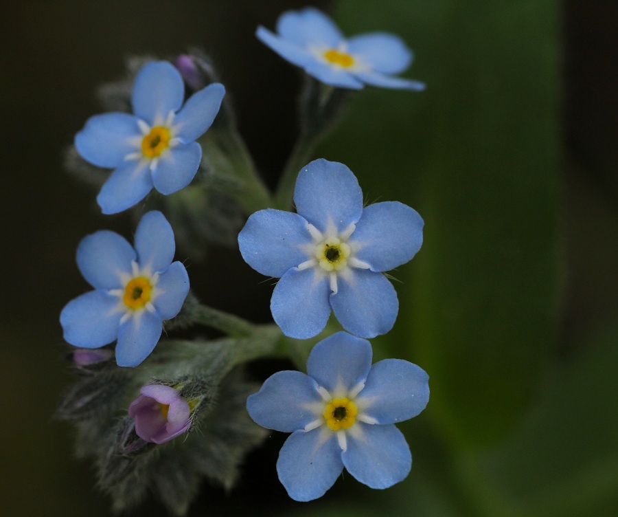 Myosotis sylvatica / Nontiscordardim dei boschi