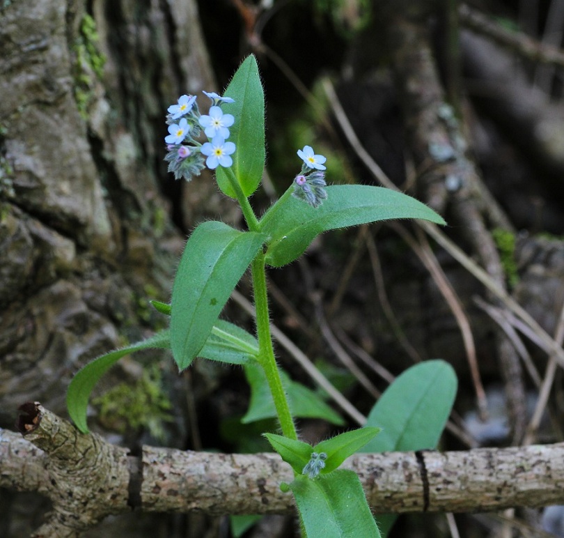 Myosotis sylvatica / Nontiscordardim dei boschi