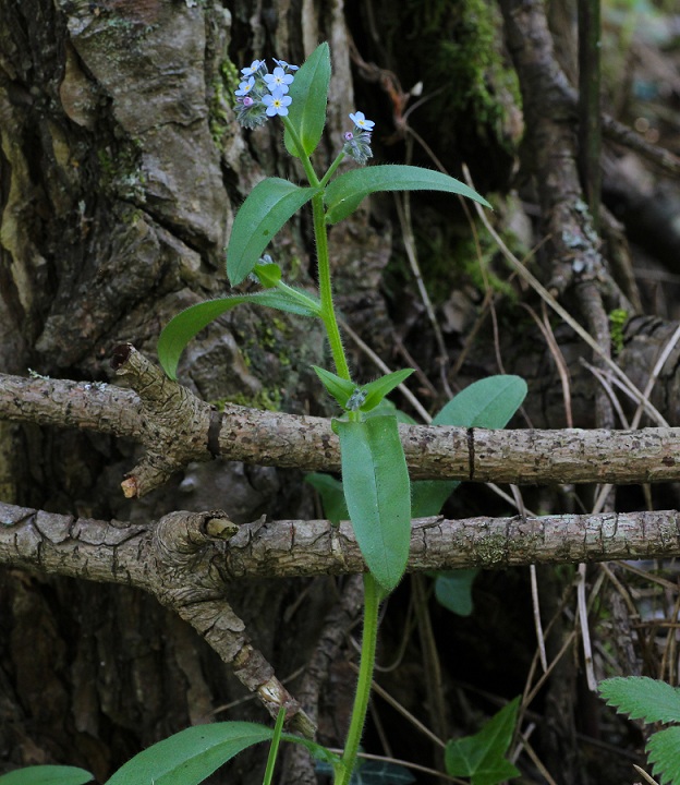 Myosotis sylvatica / Nontiscordardim dei boschi