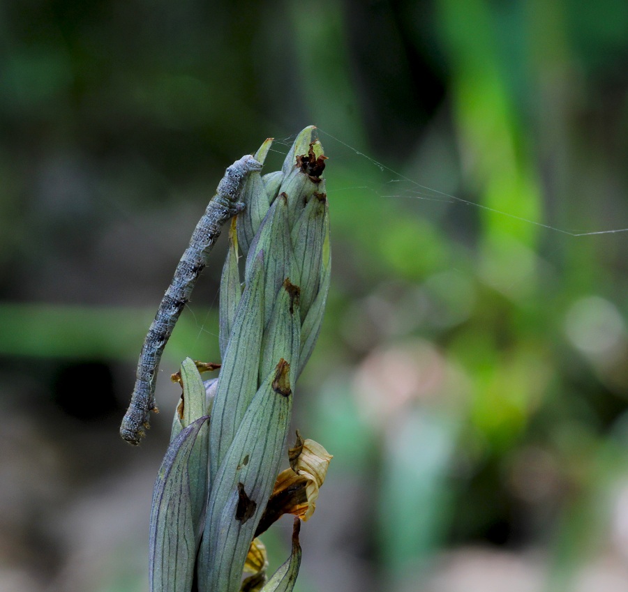 Bruco da id - Geometridae