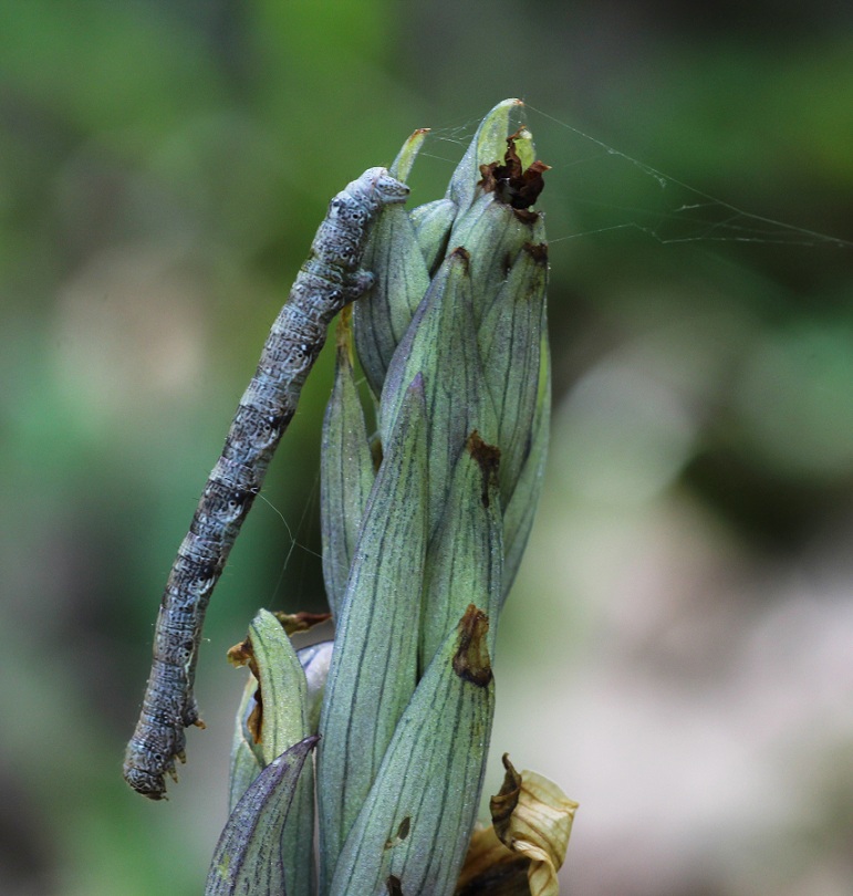 Bruco da id - Geometridae