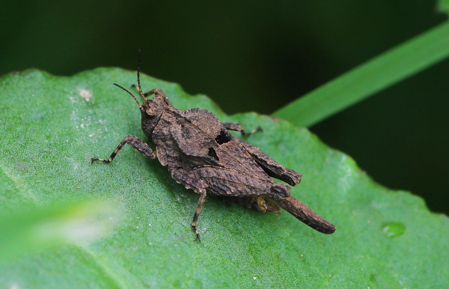 Tetrigidae: Uvarovitettix depressus