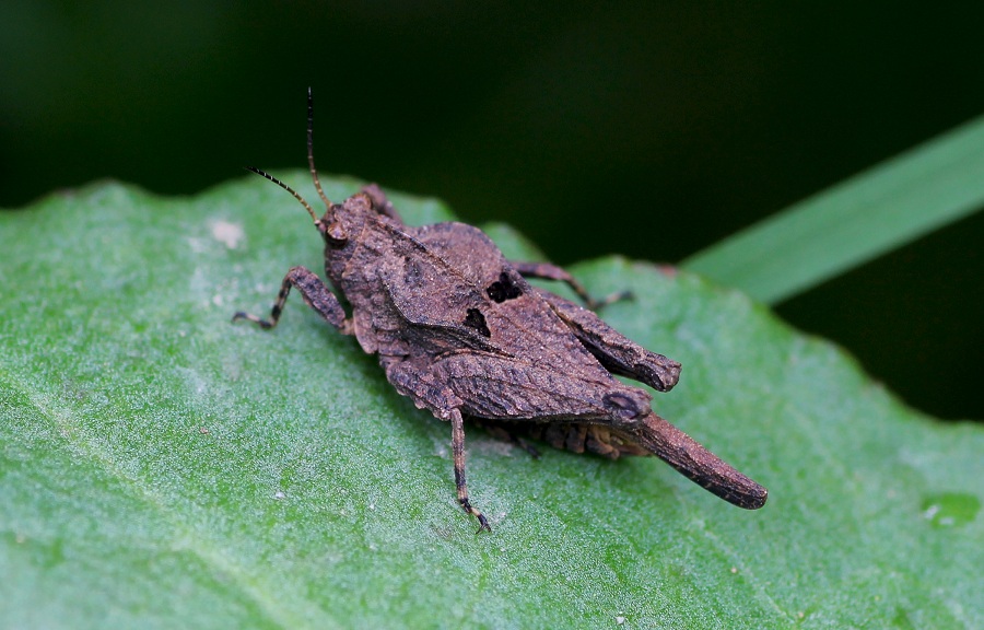 Tetrigidae: Uvarovitettix depressus