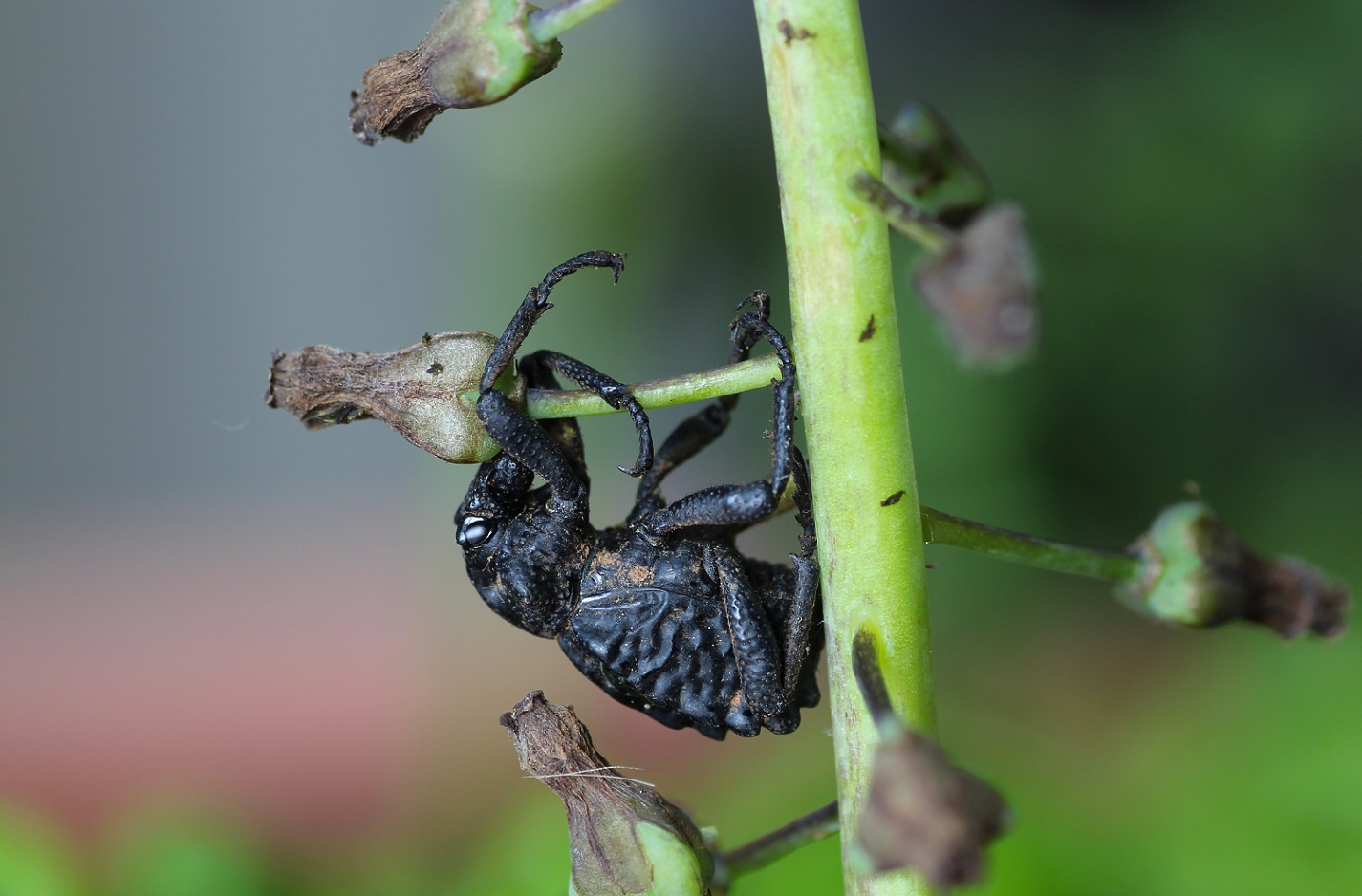 Brachyceridae: Brachycerus undatus