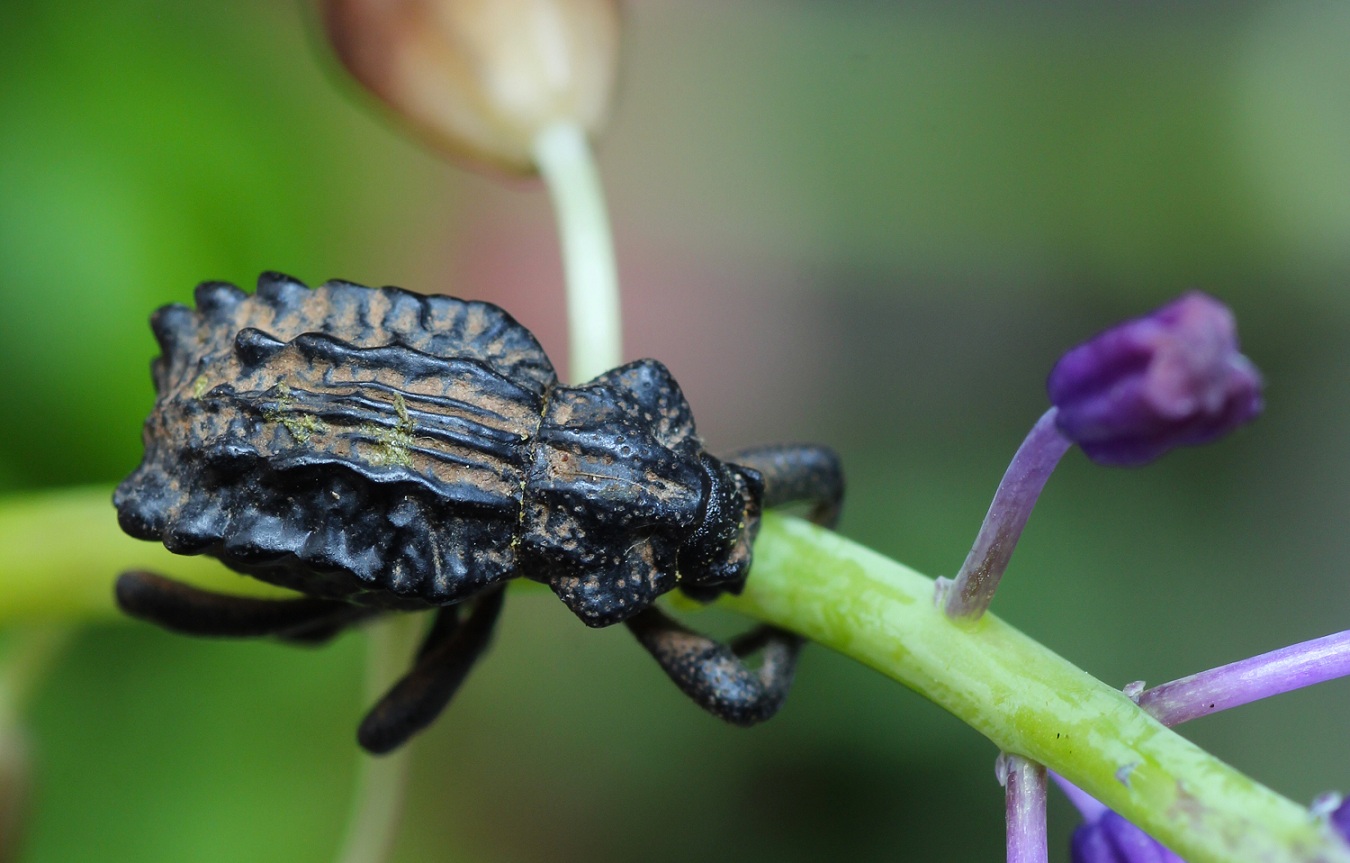 Brachyceridae: Brachycerus undatus