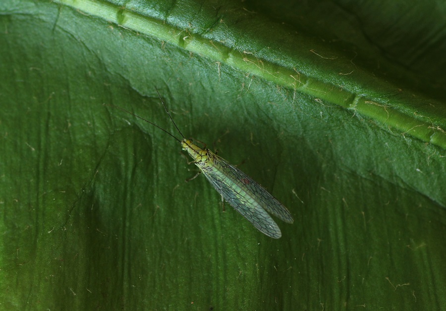 Chrysopidae:  Hypochrysa elegans