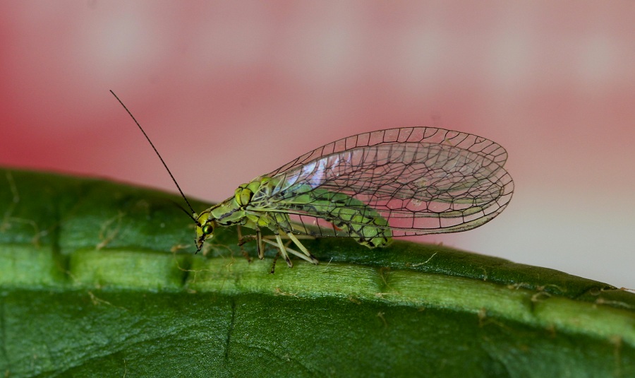 Chrysopidae:  Hypochrysa elegans