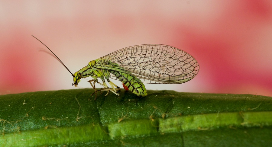 Chrysopidae:  Hypochrysa elegans