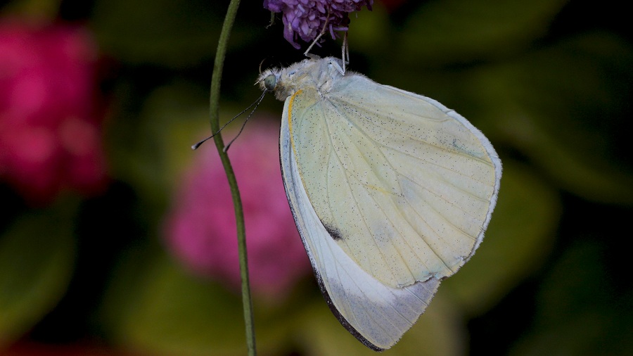 farfalla 2 da id - Pieris brassicae, Pieridae