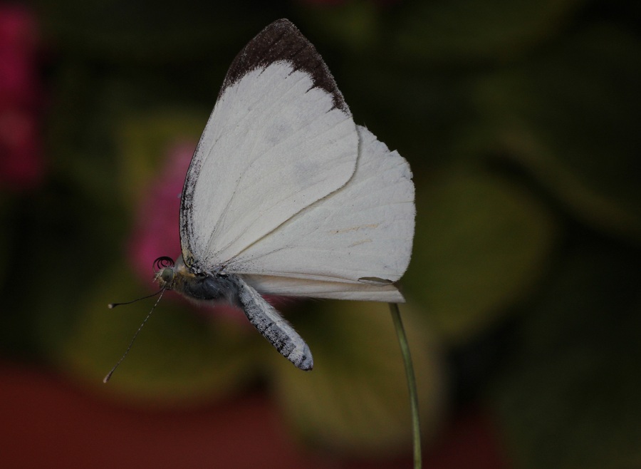 farfalla 2 da id - Pieris brassicae, Pieridae