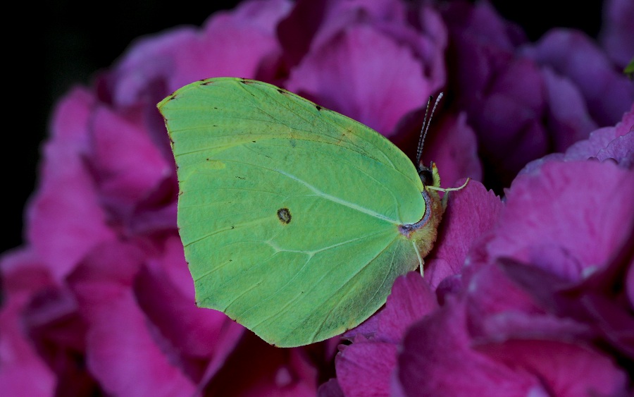 farfalla 3 da id - Gonepteryx cleopatra, Pieridae