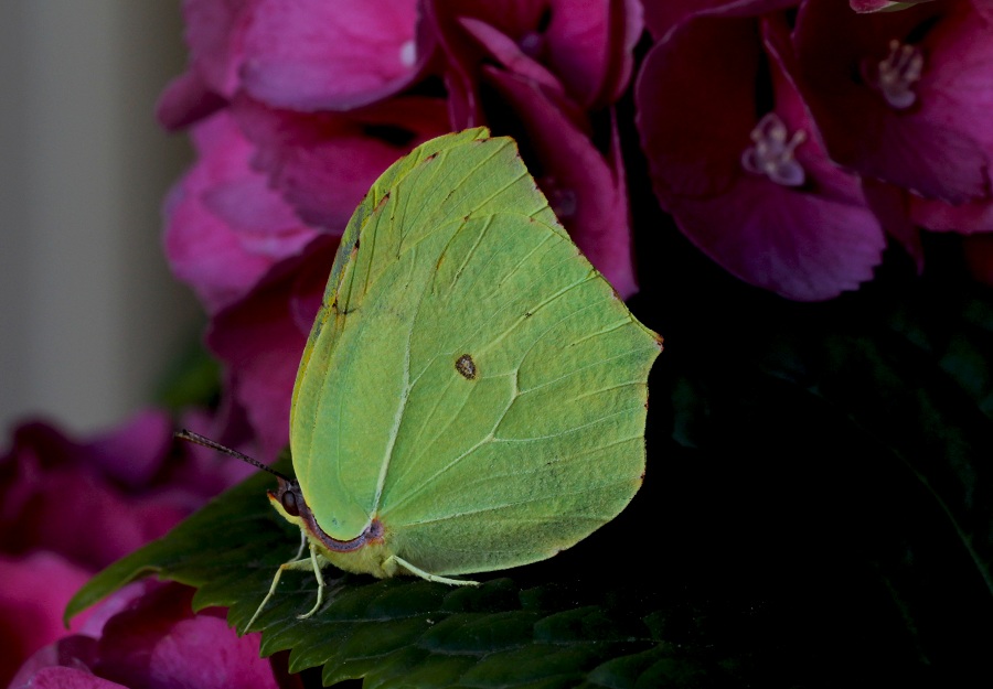 farfalla 3 da id - Gonepteryx cleopatra, Pieridae