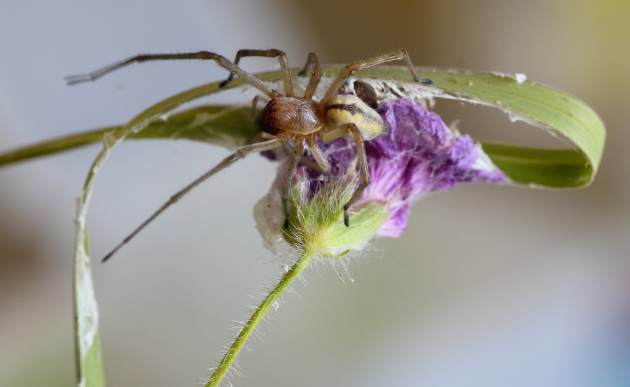 Cheiracanthium seidlitzi - San Giovanni Rotondo Gargano (FG)